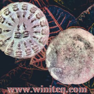 พระงบน้ำอ้อยเนื้อดินเผา 17 พระองค์ กรุเตาทุเรียง สุโขทัย